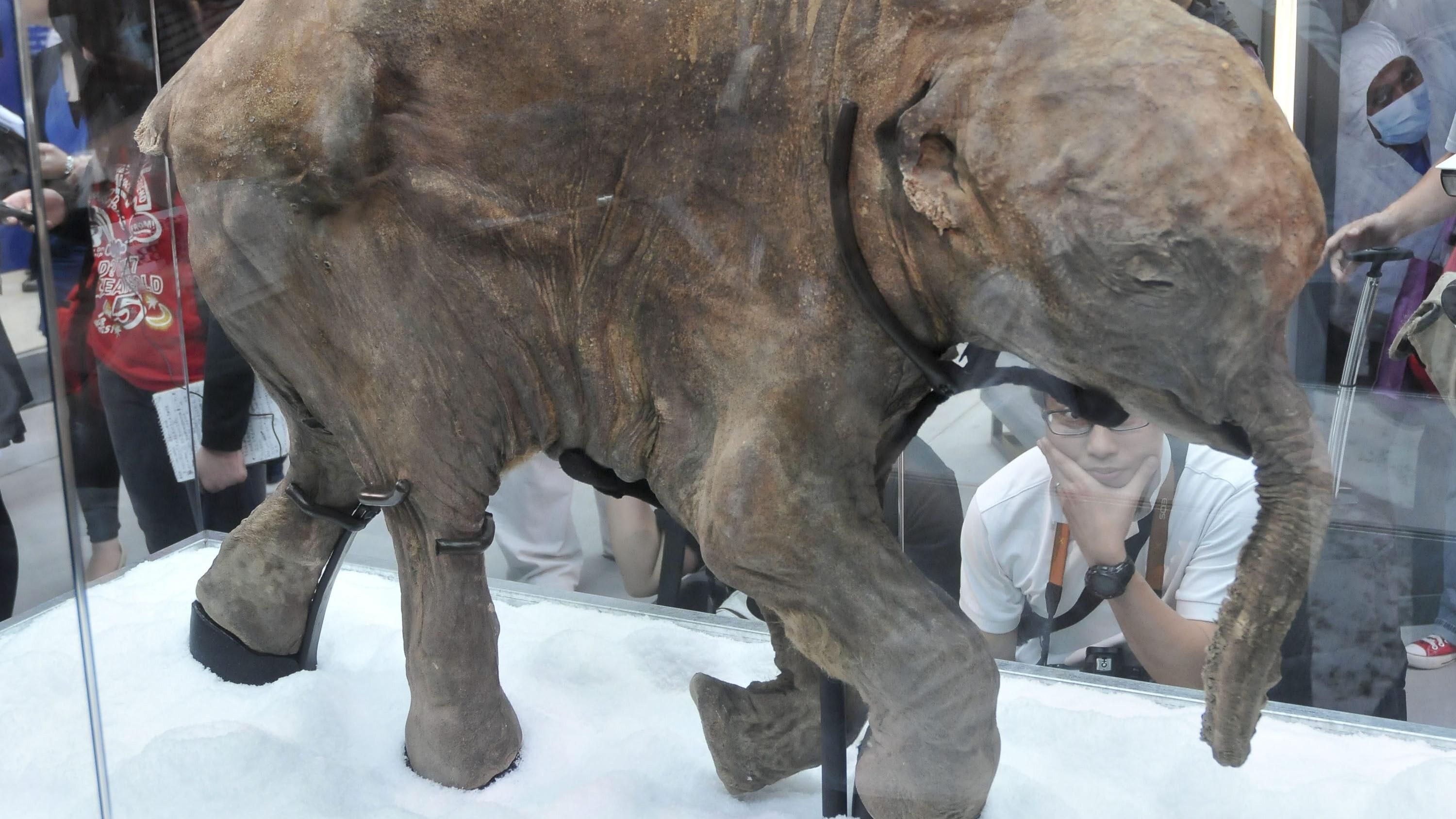 Forscher planen Unglaubliches: Mischwesen aus Elefanten und Mammuts Aus einem mumifizierten Mammut wollen Forscher DNA entnehmen.