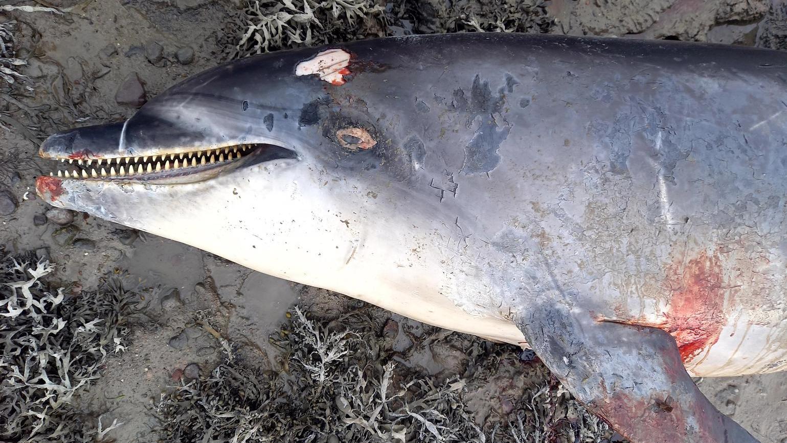 Einsamer Delfin Nick ist tot: Seine Zutraulichkeit wurde ihm zum Verhängnis Delfin Nick