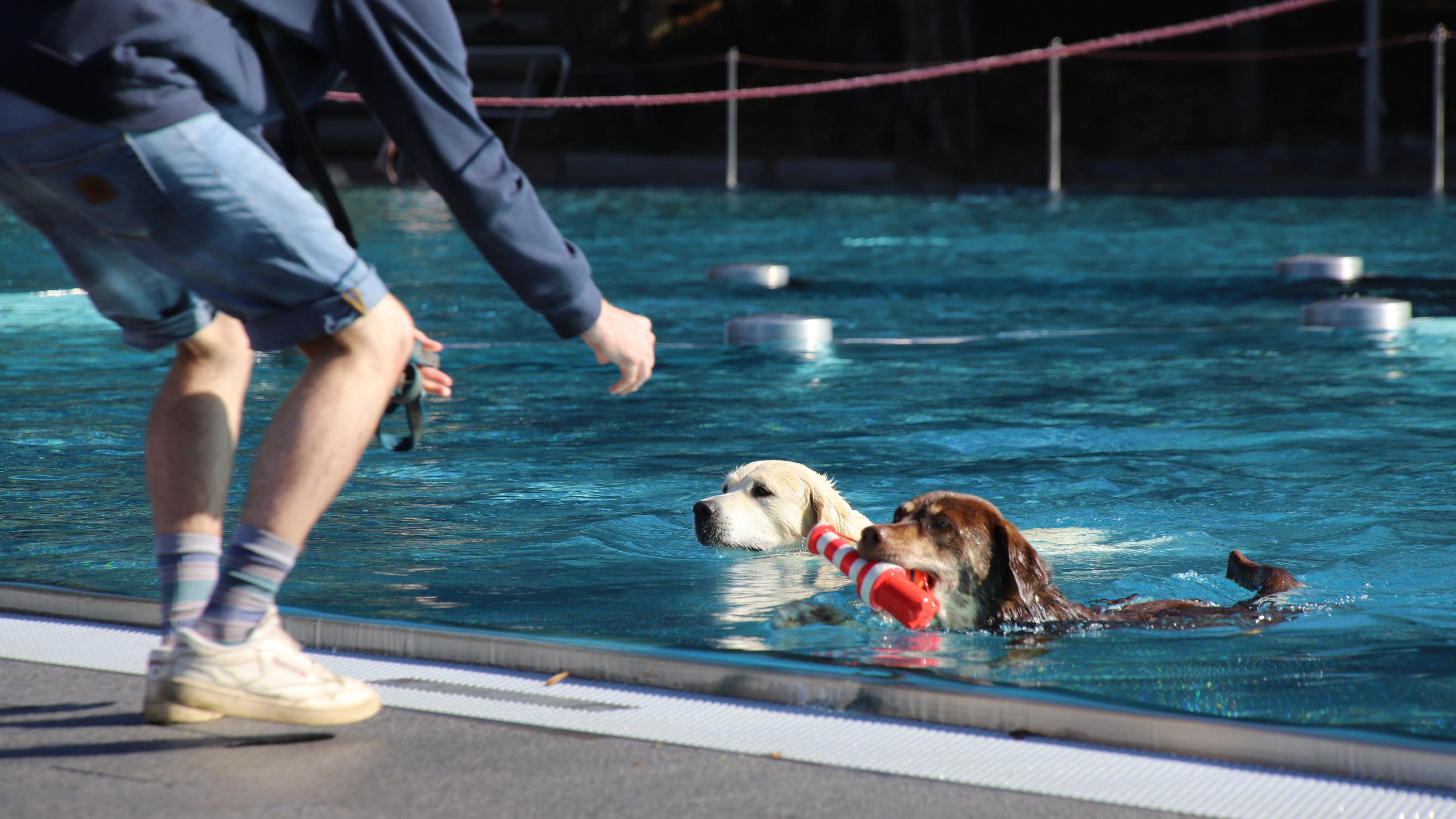 700 Hunde baden in Kölner Freibad zum Saisonende 19.09.2021, Nordrhein-Westfalen, Köln: Zwei Hunde schwimmen im Schwimmbecken. Rund 700 Hunde haben am Sonntag beim 7. Kölner Hundeschwimmen ein Bad im Freibad am Müngersdorfer Stadion genommen. Vielfach gingen auch Frauchen oder Herrchen mit ins Wass