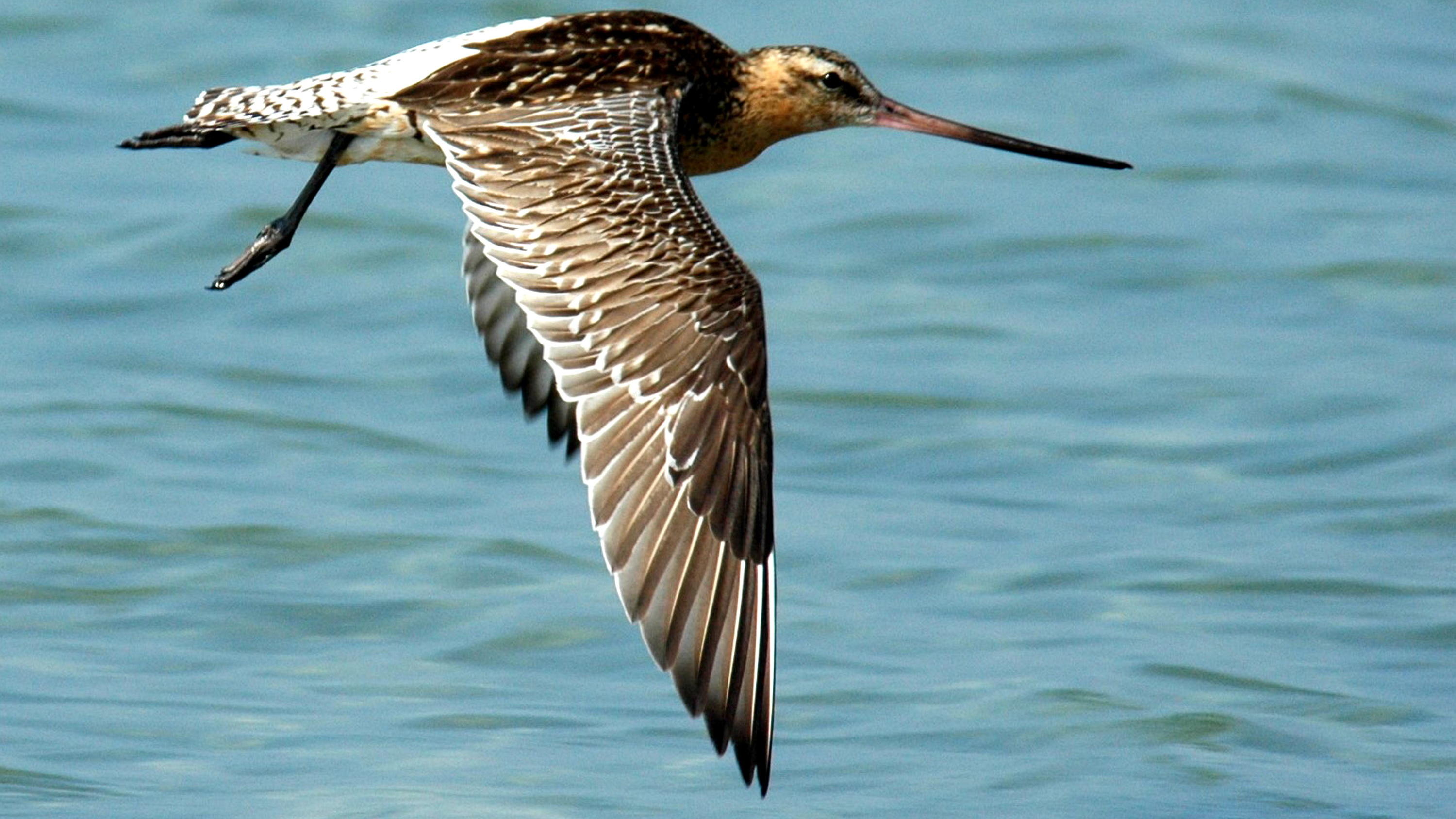 Nach 2000 Kilometern: Vogel musste Flug von Alaska nach Neuseeland abbrechen Pfuhlschnepfe musste Flug von Alaska nach Neuseeland abbrechen