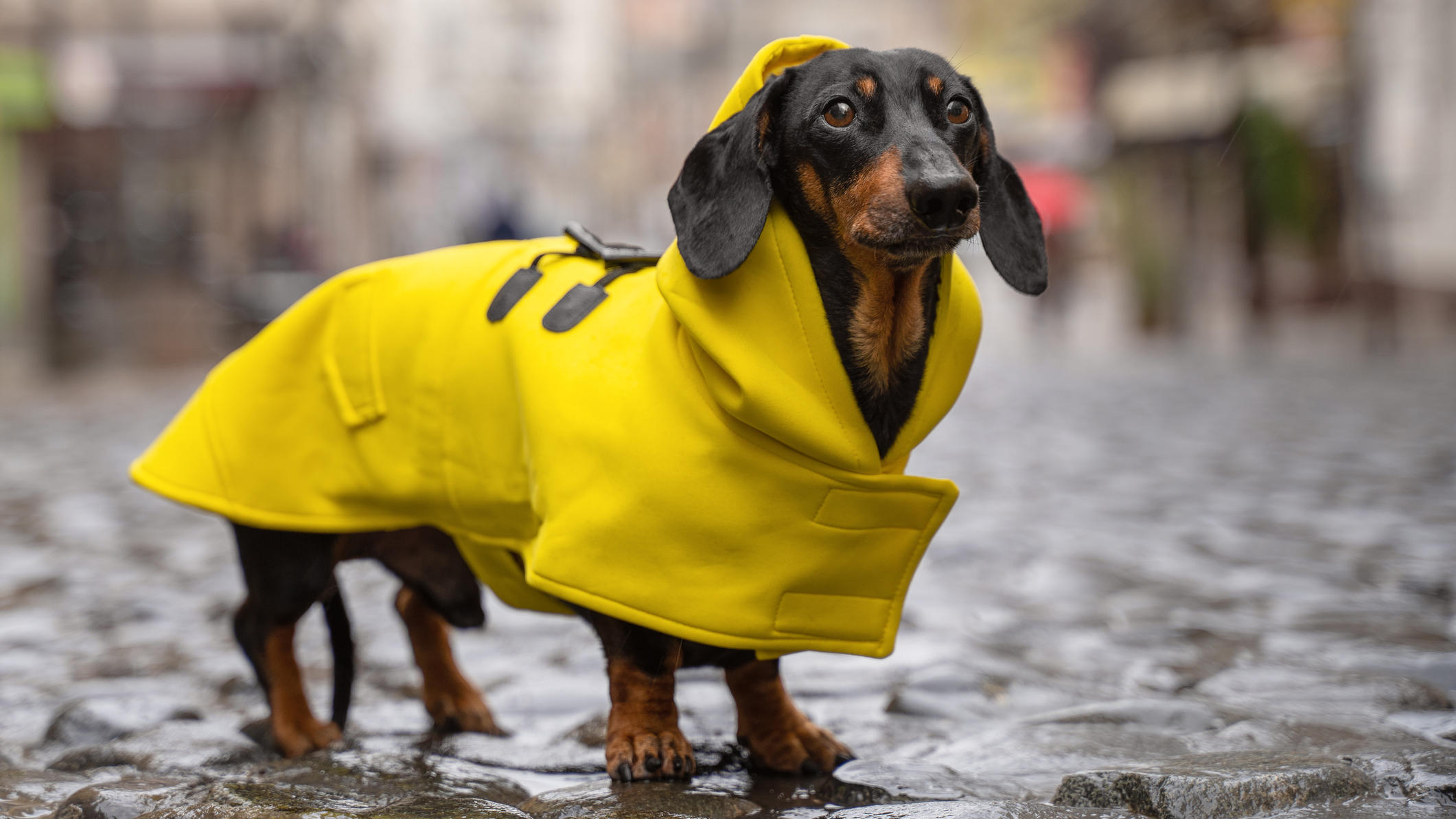 Gassigehen im Herbst: Was in der dunklen Jahreszeit wichtig ist Gassigehen im Herbst: Regenkleidung für Hunde