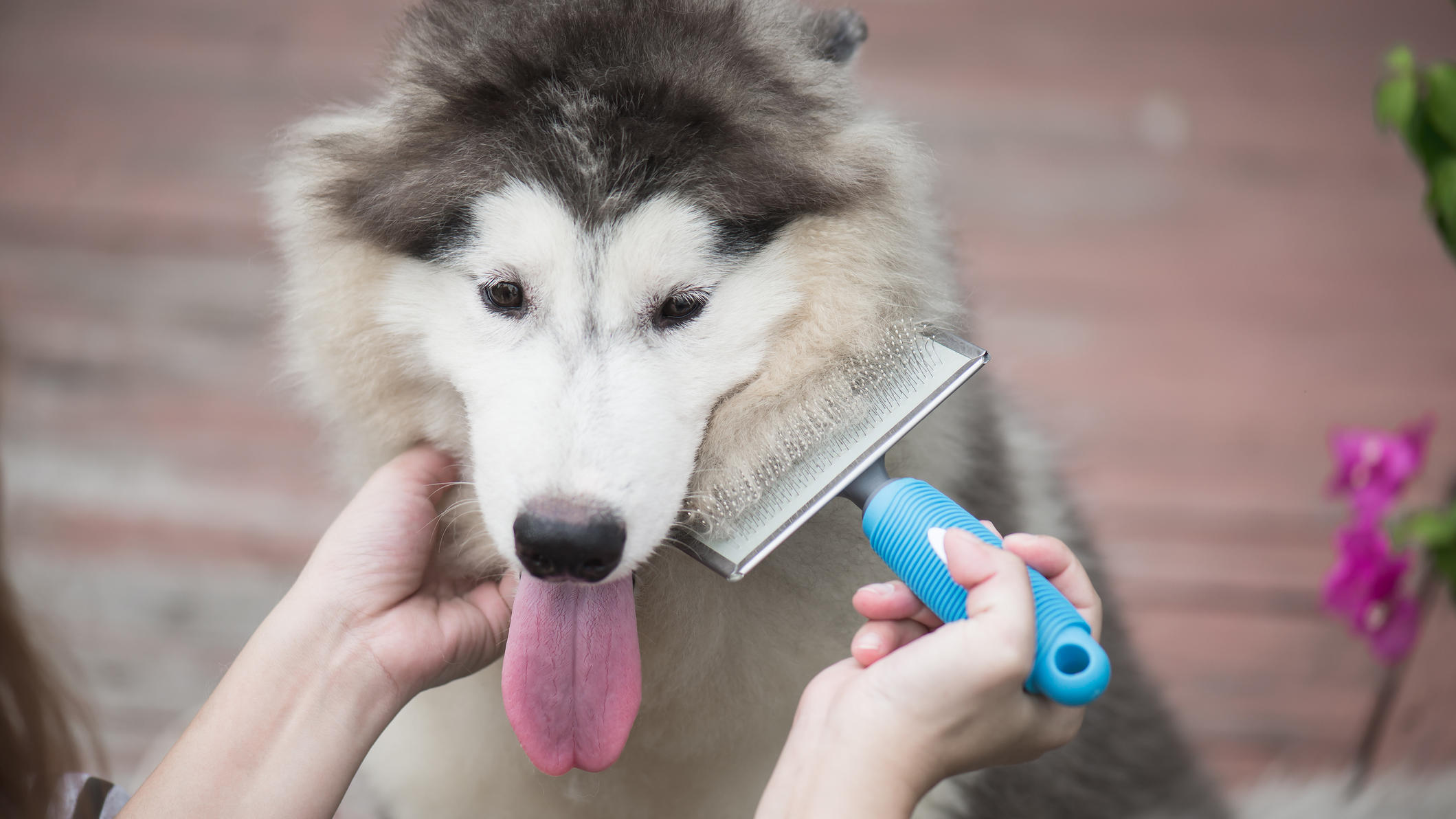 Gassigehen im Herbst: Was in der dunklen Jahreszeit wichtig ist Durch tägliches Bürsten werden lose Haare entfernt und die Hundehaut kann besser atmen