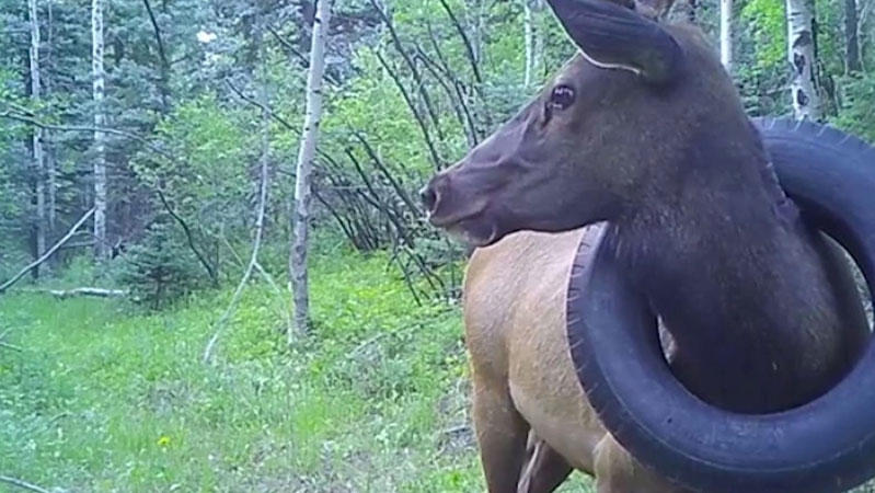 Hirsch lief zwei Jahre mit Autoreifen um den Hals herum Das erste Mal war der Wapiti-Hirsch im Juli 2019 mit dem Reifen um den Hals gesichtet worden.