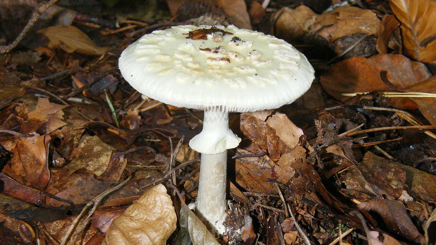 Das ist der giftigste Pilz des Nordens Achtung Knollenblätterpilz!