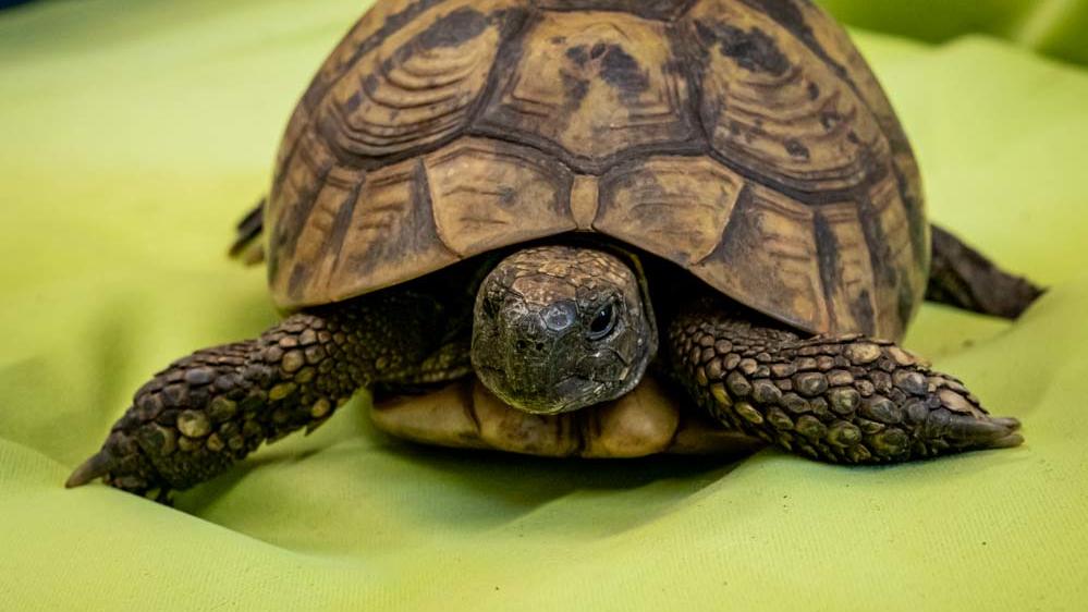 Mit schwerer Lungenentzündung im Tierheim gelandet! Schildkröte Lumis hat Heimweh Mittlerweile ist Lumis wieder topfit und wartet im Franziskustierheim Hamburg auf neue Besitzer.