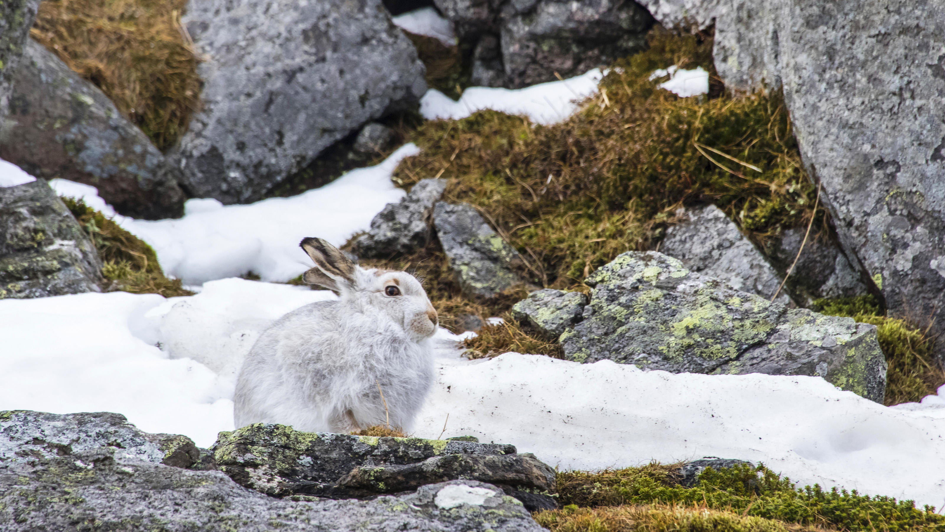Klimawandel: Schottlands ältestes Schneefeld schmilzt Schottischer Schneehase, Eurasischer Schneehase, Schneehase, Schnee-Hase (Lepus timidus scotticus, Lepus scotticus), sitzt zwischen Felsen im Schnee, Seitenansicht, Grossbritannien, Schottland, Cairngorms Nationalpark, Aviemore | Scottish blue hare,