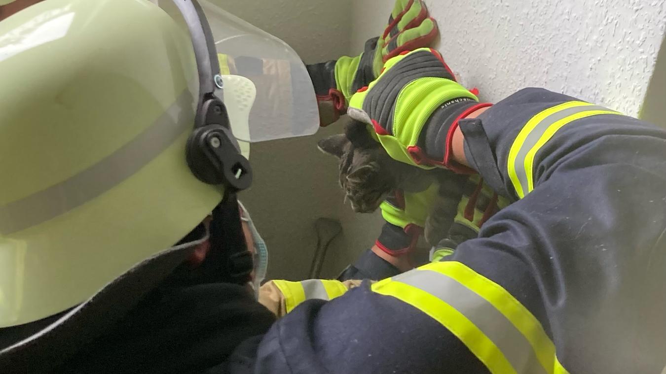 Halter sucht seine Katze, dann mauzt es aus der Wand Der Tierhalter vermisste seine Katze bereits seit Sonntag. Auf der Suche nach dem Tier hörte er irgendwann ein Mauzen aus der Wand. Die Katze war in einen alten stillgelegten Schornstein gefallen.
