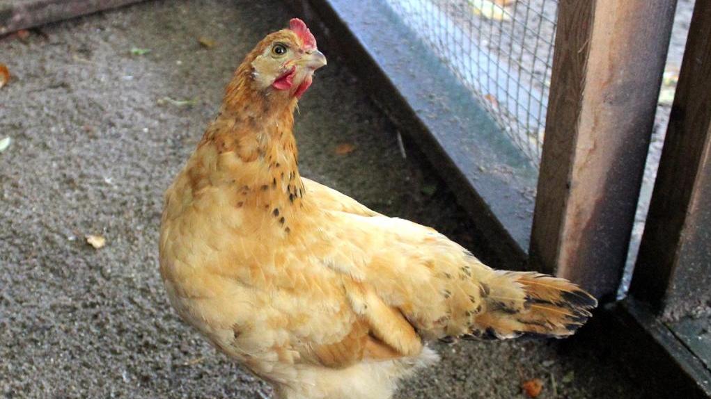 Diese Hühner-Dame fliegt auf Menschen Dieses süße Huhn möchte nicht alleine sein und deshalb braucht sie ein artgemäßes Zuhause und eine Gruppe mit Artgenossen, sowie einen großen Auslauf.