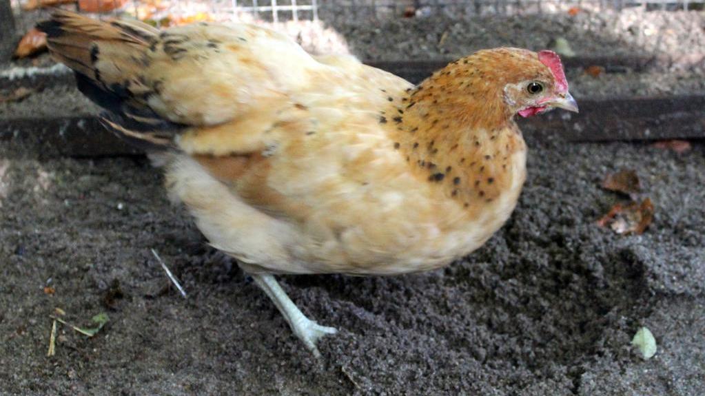 Diese Hühner-Dame fliegt auf Menschen Dieses süße Huhn möchte nicht alleine sein und deshalb braucht sie ein artgemäßes Zuhause und eine Gruppe mit Artgenossen, sowie einen großen Auslauf.
