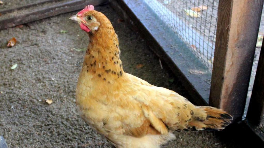 Diese Hühner-Dame fliegt auf Menschen Dieses süße Huhn möchte nicht alleine sein und deshalb braucht sie ein artgemäßes Zuhause und eine Gruppe mit Artgenossen, sowie einen großen Auslauf.