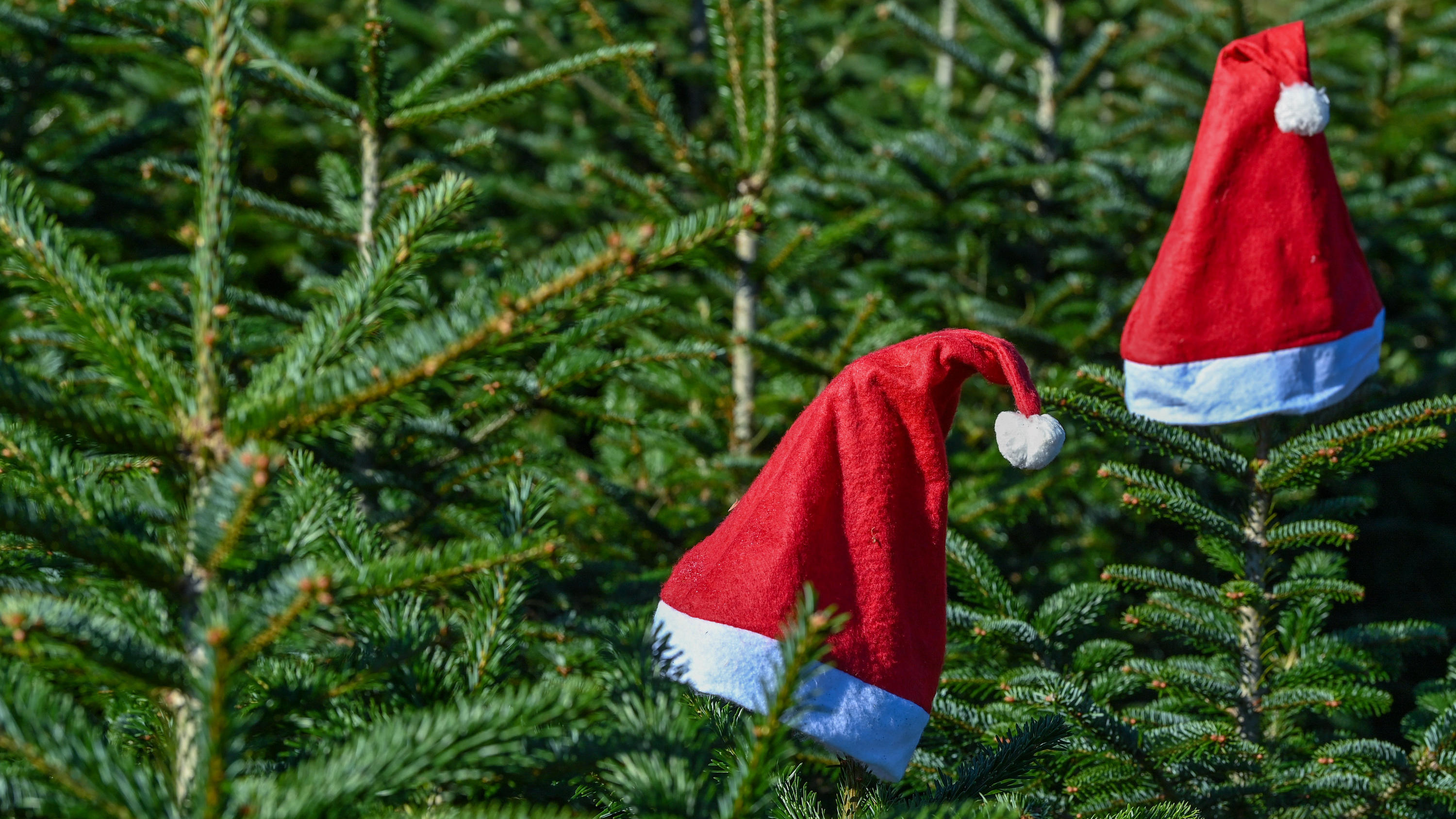 Teures Jahr 2021: So viel kosten Weihnachtsbäume diesen Winter PRODUKTION - 07.10.2021, Brandenburg, Werder (Havel): Weihnachtsmannmützen stecken auf den Spitzen von Nordmanntannen auf dem Gelände vom Werderaner Tannenhof (Luftaufnahme mit einer Drohne). Möglichst gerade gewachsen und viele dichte Zweige: zu Wei