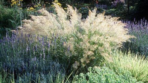 Garten winterfest machen: Die wichtigsten Aufgaben, die Sie im Herbst erledigen sollten Ziergräser im Garten können Sie über den Winter einfach zusammenbinden.