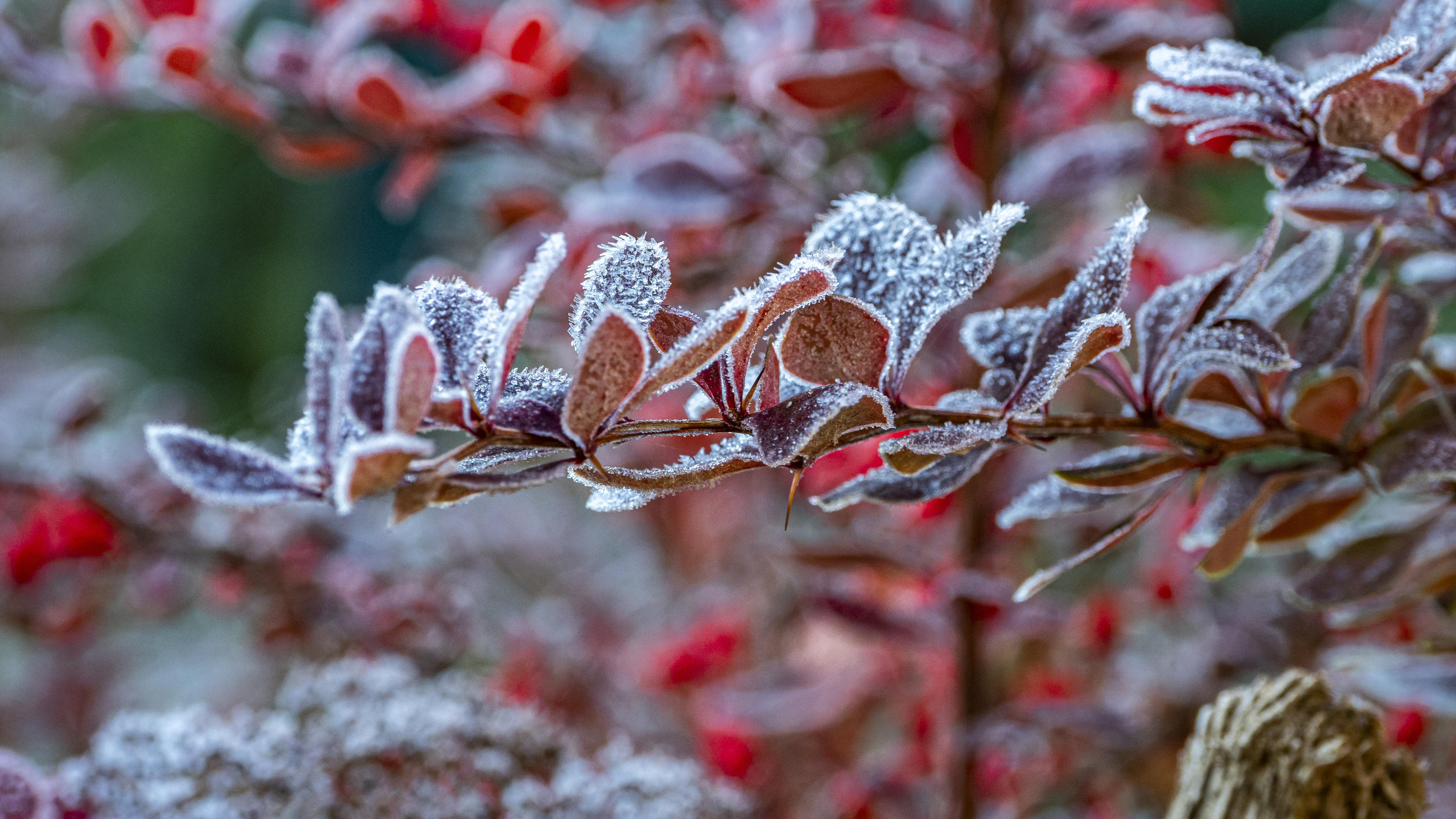 Garten winterfest machen: Die wichtigsten Aufgaben, die Sie im Herbst erledigen sollten Frostempfindliche Pflanzen sollten Sie extra einpacken.