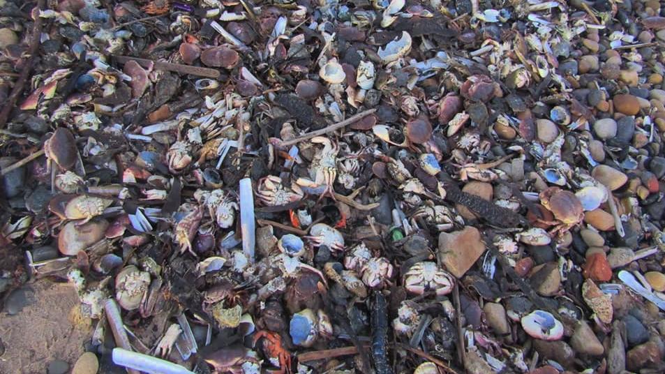 Mysteriöses Massensterben von Meerestieren - Tausende an Nordost-Küste geschwemmt Eine Spaziergängerin hatte am Strand von Teesside diese Aufnahmen gemacht. Seit Wochen schon werden Anwohnern zufolge jeden Tag weitere Tiere angespült.