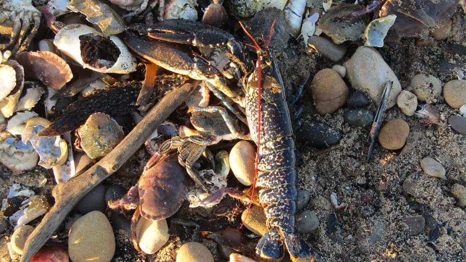 Mysteriöses Massensterben von Meerestieren - Tausende an Nordost-Küste geschwemmt Ein Bild des Jammers: statt des Sonnenaufgangs hatte Sharon Bell am Strand von Teesside (Großbritannien) Fotos von verendeten Meerestieren gemacht, die zu Tausenden angespült worden waren.