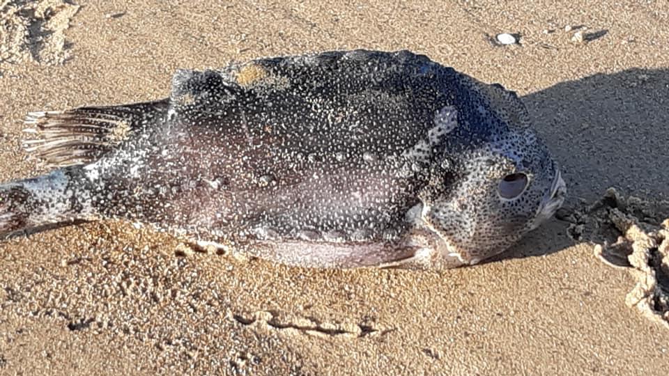 Mysteriöses Massensterben von Meerestieren - Tausende an Nordost-Küste geschwemmt Auch größere Fische lagen tot am Strand.