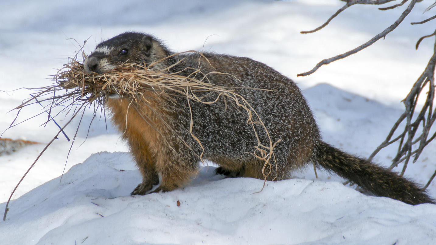 Wildtiere im Winter Mit diesen genialen Strategien überleben Fuchs