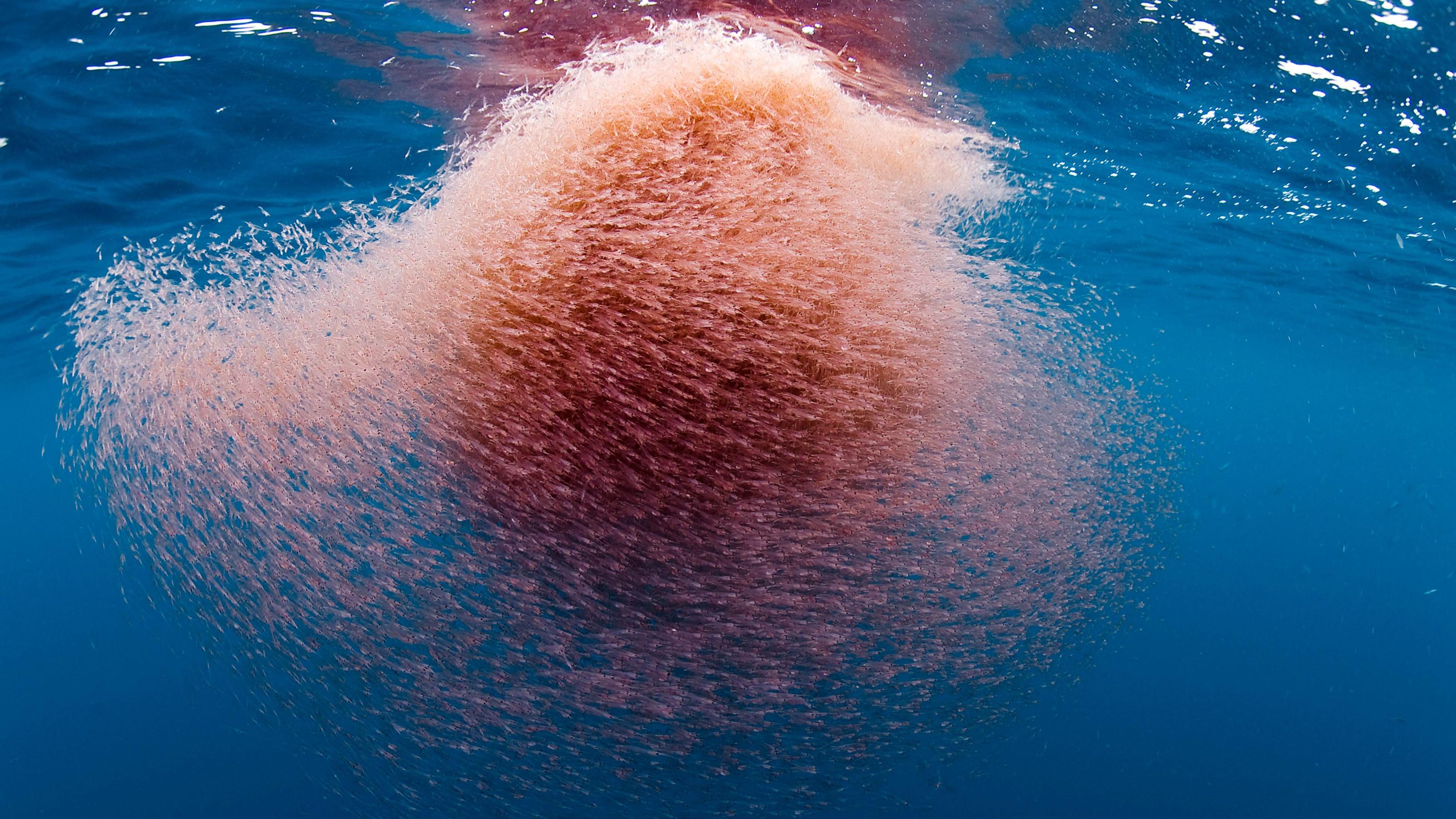 Warum das grausame Wal-Schlachten ein Ende haben muss Wale und Krill sind gut fürs Klima.