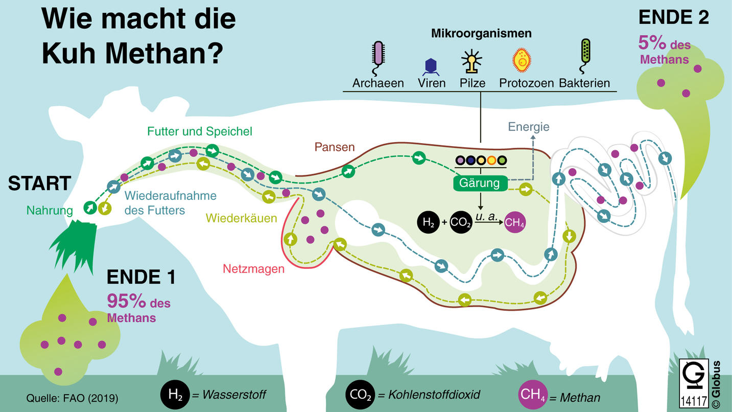 Kühe als Klima Killer So viel Methan stoßen Rinder wirklich aus