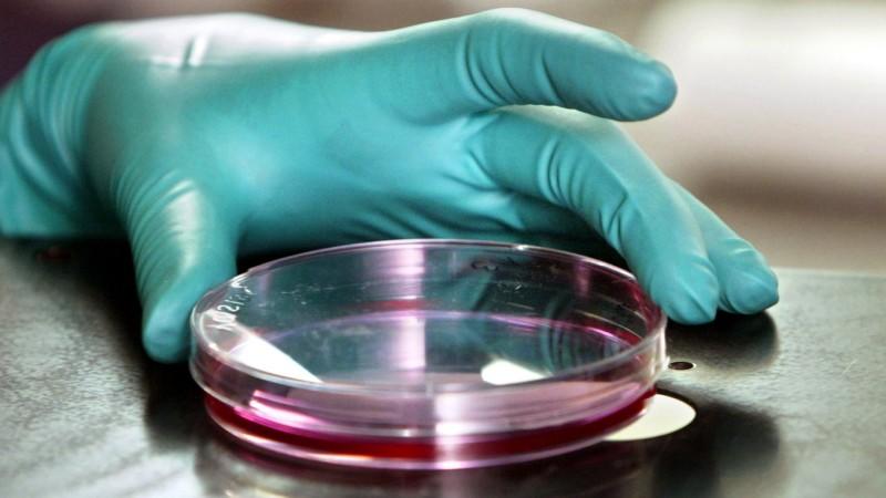 Forschern gelingt Mischwesen aus Mensch und Affe Forscher