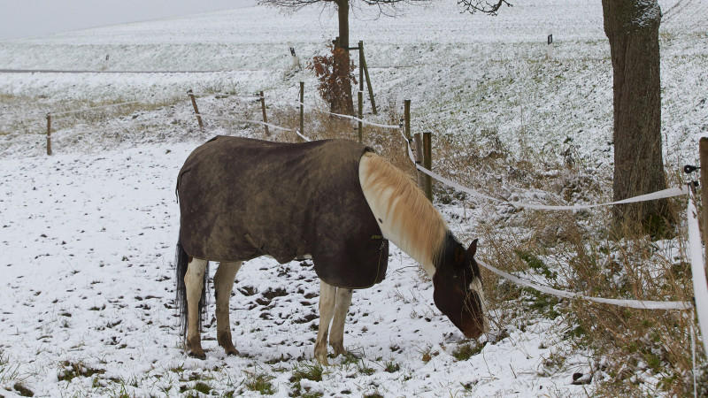 Update: Wie wird der Winter 2013? Pferd im Schnee