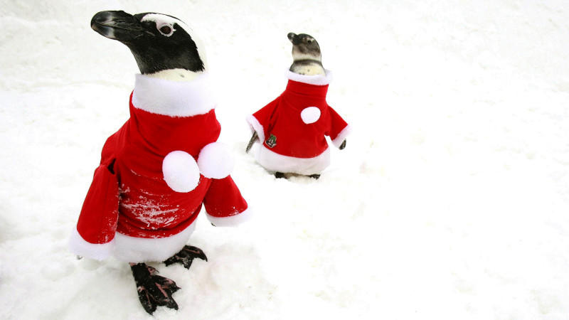 Weiße Weihnacht 2020: So wird unser Wetter an Weihnachten Ein Blick auf Pinguine in Weihnachtsmann-Kostümen während einer Veranstaltung anlässlich der Weihnachtsferien im Vergnügungspark Everland in Yongin, Provinz Gyeonggi, Südkorea, 19. Dezember 2008. Everland ist eines der größten Vergnügungen Südkoreas.