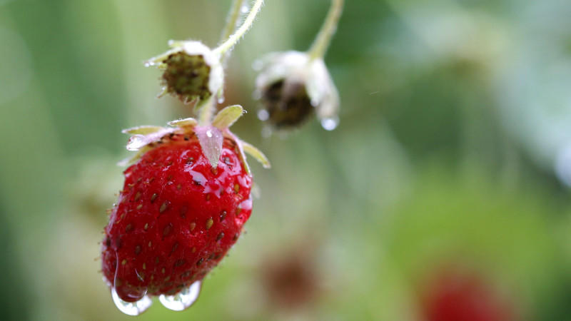 So entsteht der Geruch von Regen So entsteht der Geruch von Regen