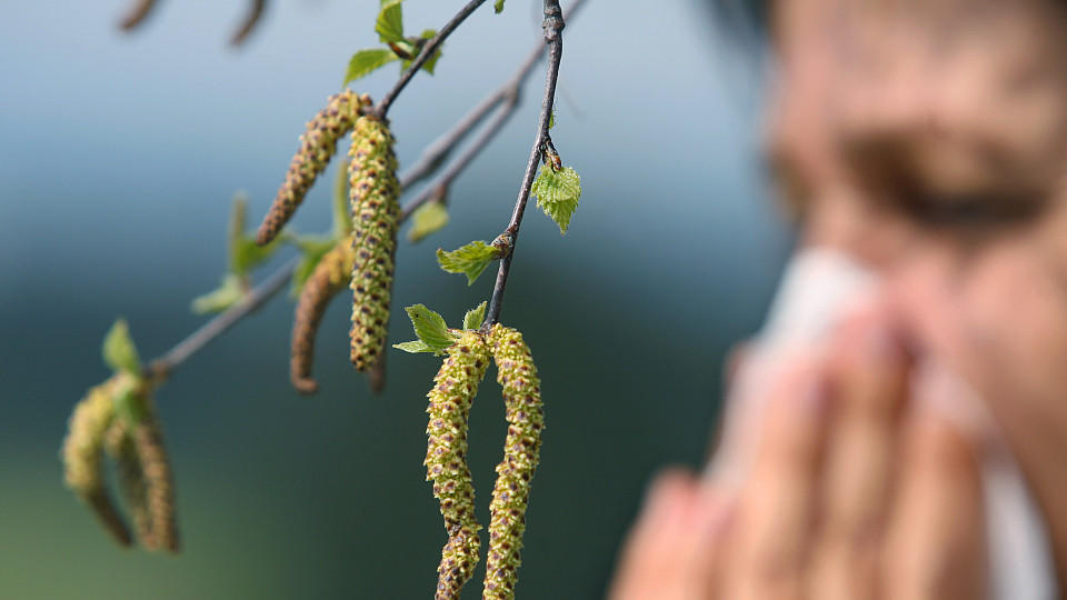 Pollenflug: Die Leidenszeit der Allergiker ist schon im Gange Der Pollenflug der Birke geht Ende März los.
