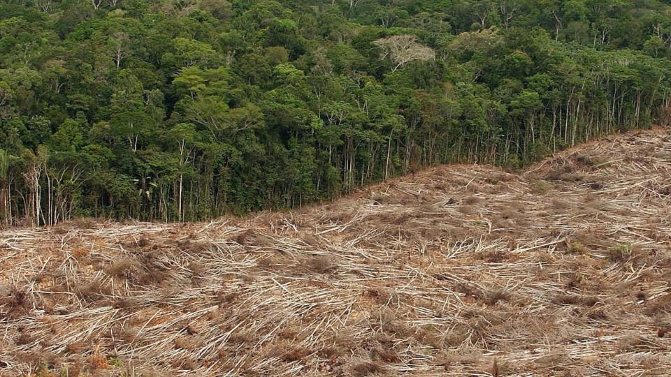 Immer mehr Wald verschwindet Immer mehr Wald verschwindet