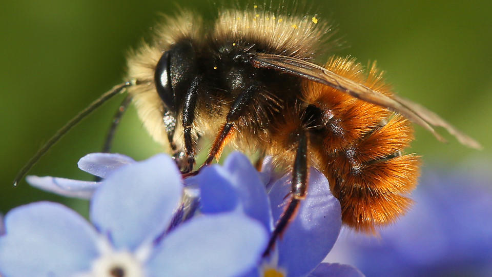 Bienen retten: Was jeder den kleinen Nektarsammlern bieten kann Bienen im Garten