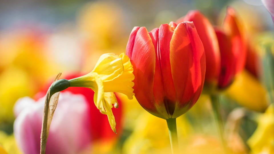 Das Wetter am Muttertag 2015 Das Wetter am Muttertag 2015