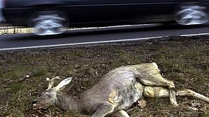 Autofahren im Herbst: Das sind die größten Gefahren Wildunfälle können nicht immer durch angepasste Fahrweise im Herbst vermieden werden.