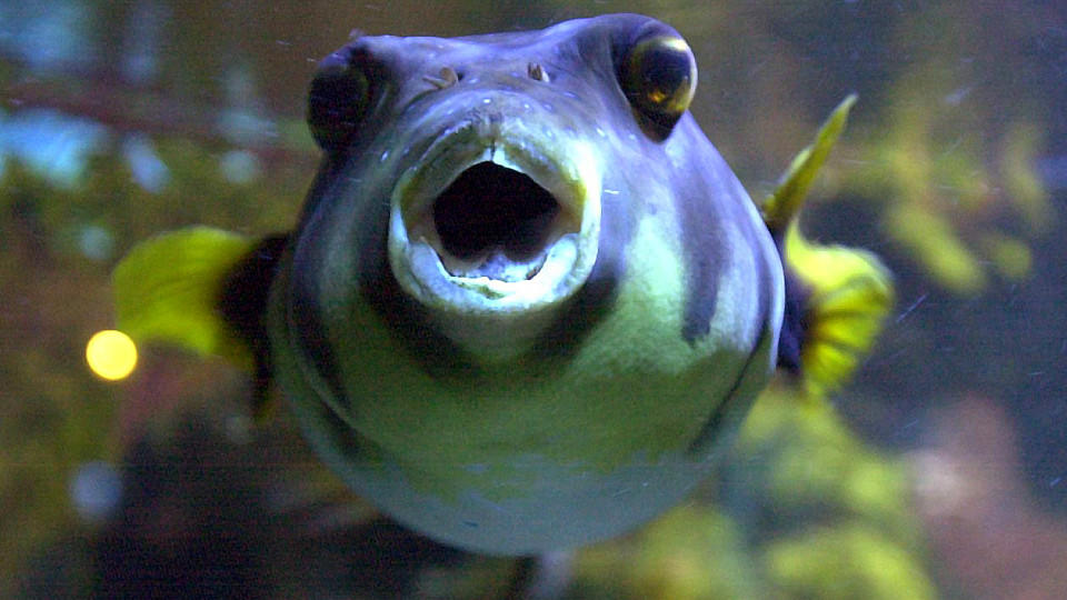 Juni 2015 war der wärmste Juni aller Zeiten: Da wandern selbst die Fische aus Juni 2015 war der wärmste Juni aller Zeiten: Da wandern selbst die Fische aus