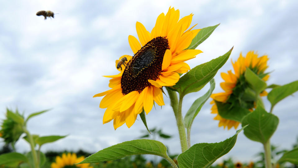 Wetterbericht für den 28.08.2015 Wetterbericht für den 28.08.2015
