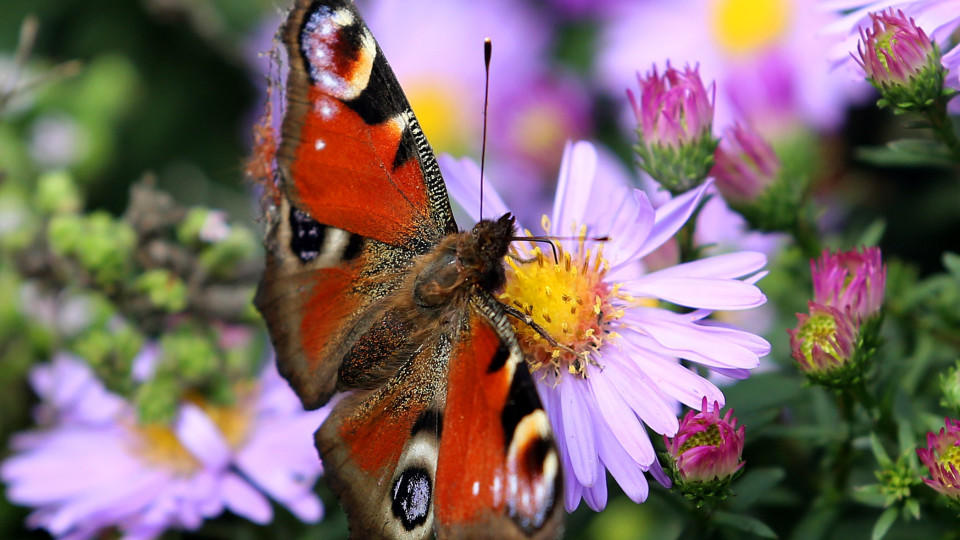 Insektensterben: Gibt es bald keine Schmetterlinge mehr auf der Erde? Ein Pfauenauge besucht am 28.09.2012 im niederrheinischen Moers die Blüten einer Aster. Bei zum Teil schönem Spätsommerwetter finden die Schmetterlinge noch genug Blüten, um sich zu ernähren. Foto: Roland Weihrauch dpa/lnw +++(c) dpa - Bildfunk+++