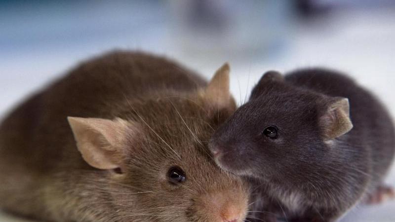 Sex im Weltall: Können wir uns außerhalb der Erde fortpflanzen? Mäuse machten etwa 63 Prozent der eingesetzten Tiere aus. Foto: Jens Büttner/Archiv