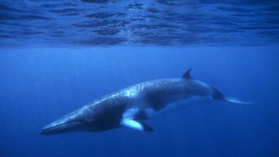 Ist es Nessie? Riesenskelett an schottischer Küste löst wilde Spekulationen aus Zwergwal