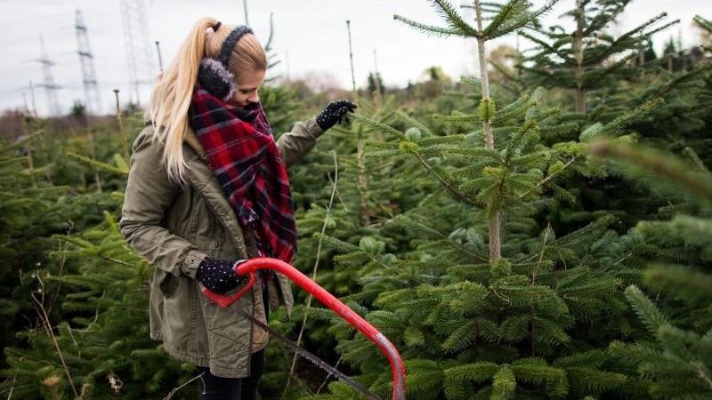Nach der Dürre - Wie geht es den Weihnachtsbäumen? Wer auf die Umwelt achten möchte, schlägt seinen Weihnachtsbaum am besten selbst in einer örtlichen Plantage oder bei einem Waldbetrieb. Foto: Rolf Vennenbernd