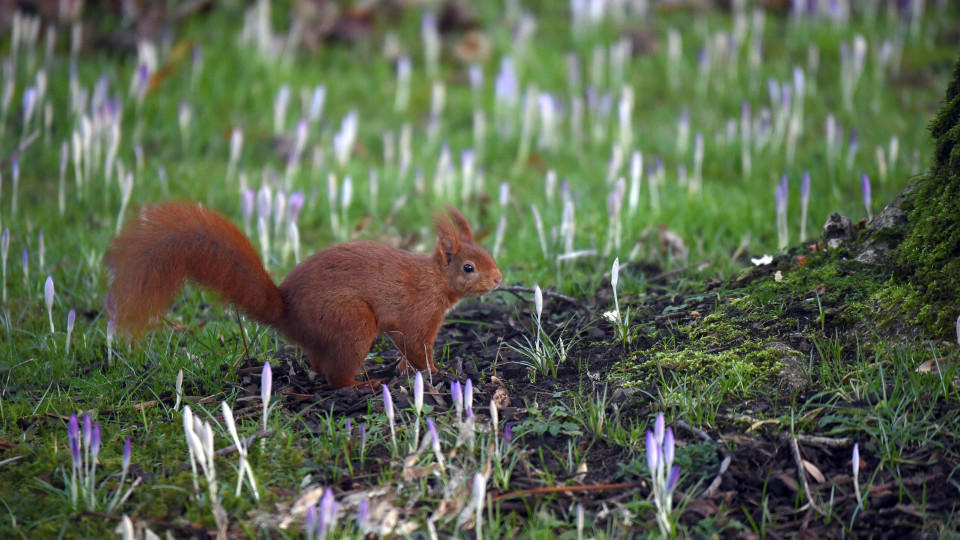 Garten im Januar - das ist jetzt zu tun Ein Eichhörnchen sitzt am 29.01.2016 im Botanischen Garten in Köln (Nordrhein Westfalen) auf einer Wiese zwischen Krokussen. Foto: Henning Kaiser/dpa +++(c) dpa - Bildfunk+++