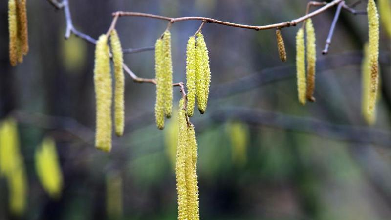 Frühling statt Winter-Wetter im Januar: Die Jahreszeiten verschieben sich Haselpollen lassen Allergiker deutschlandweit bereits schniefen und niesen. Foto: Arno Burgi/Archiv