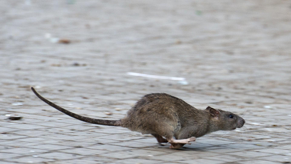 Uromys vika: Neue, riesige Rattenart entdeckt Ratte im Vergleich zur Risenratte 'Uromys Vika'