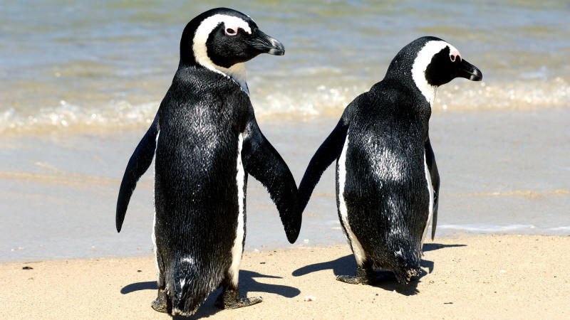 Kapstadt: Bienen stechen 64 Pinguine zu Tode Zwei Afrikanische Pinguine (auch Brillenpinguine genannt) laufen am Wasser von Boulder's Beach in Simons Town an der Pazifik-Küste in Südafrika, aufgenommen am 16.02.2006. 1983 hatte man unter einem windgeschützten Busch oberhalb des Strandes ein ein