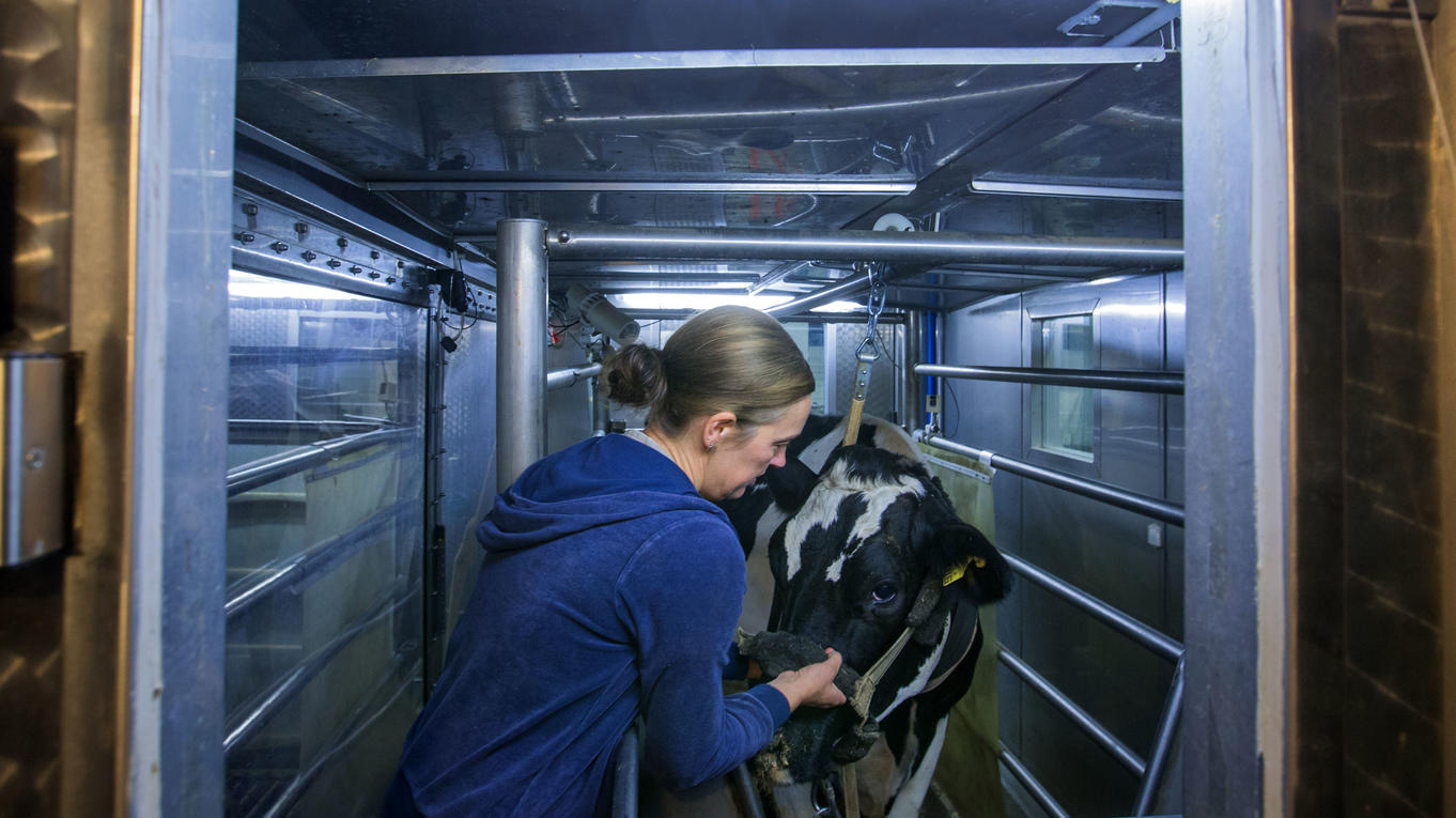 Wetterlexikon: Biometeorologie Kuh in Klimakammer