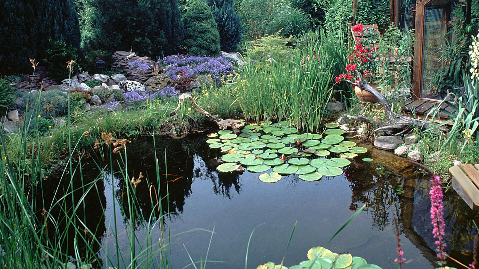 Garten winterfest machen: Die wichtigsten Aufgaben, die Sie im Herbst erledigen sollten Gartenteich mit Wintergarten. | garden pond with winter garden. | Verwendung weltweit