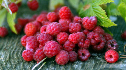 Obst und Gemüse im August: Was hat jetzt Saison? Himbeeren