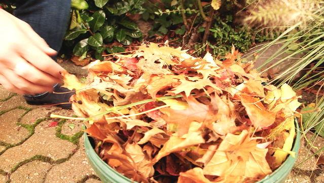 Mit diesen Tipps bringen Sie Ihre Pflanzen gut durch den Winter Herbstlaub als Frostschutz