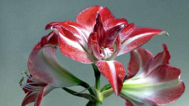 7 Zimmerpflanzen für Anfänger Amaryllis-Blüte