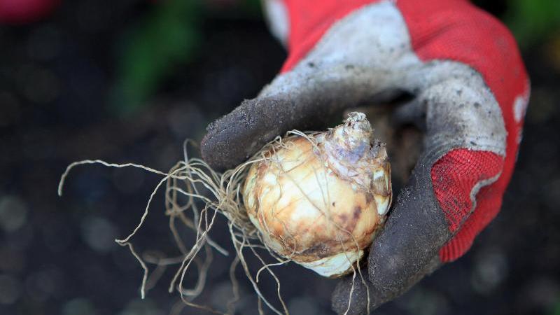 Garten winterfest machen: Die wichtigsten Aufgaben, die Sie im Herbst erledigen sollten Auch im Herbst können Sie noch Blumenzwiebeln einpflanzen.