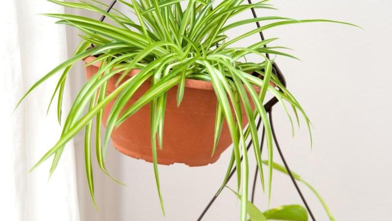 7 Zimmerpflanzen für Anfänger Grünlilie