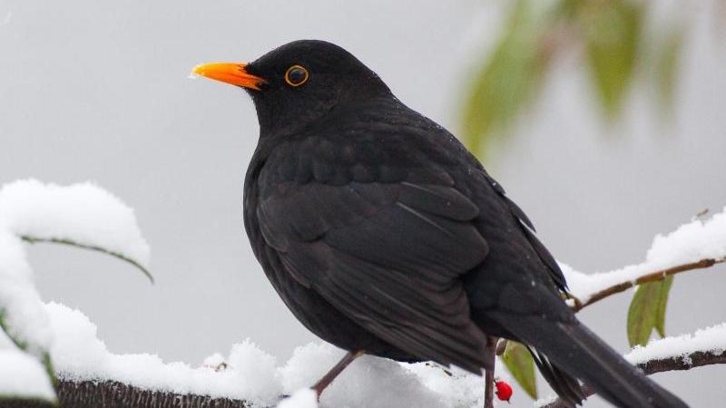 Diese Vögel gibt es in fast jedem Garten Amsel sitzt auf dem schneebedeckten Ast